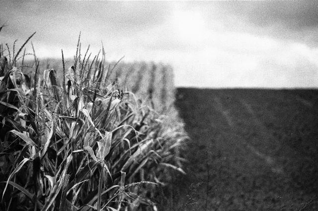 Image description